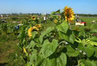Hochbeete auf dem früheren Flughafen Tempelhof in Berlin