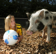 Harley the football-mad micro pig, Dudley Zoo, Dudley, Britain - Oct 2011