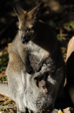 Taschenkontrolle! Nachwuchs bei den Bennett-Kängurus im Erlebnis-Zoo Hannover