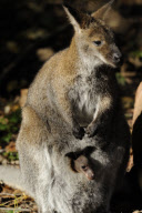 Taschenkontrolle! Nachwuchs bei den Bennett-Kängurus im Erlebnis-Zoo Hannover