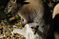 Taschenkontrolle! Nachwuchs bei den Bennett-Kängurus im Erlebnis-Zoo Hannover