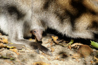 Taschenkontrolle! Nachwuchs bei den Bennett-Kängurus im Erlebnis-Zoo Hannover