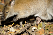 Taschenkontrolle! Nachwuchs bei den Bennett-Kängurus im Erlebnis-Zoo Hannover