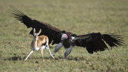 Thomson's Gazelle attempts to protect fawn from Lappet-faced vultures, Masai Mara, Kenya - Oct 2011