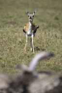 Thomson's Gazelle attempts to protect fawn from Lappet-faced vultures, Masai Mara, Kenya - Oct 2011