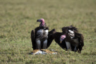 Thomson's Gazelle attempts to protect fawn from Lappet-faced vultures, Masai Mara, Kenya - Oct 2011