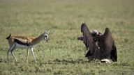 Thomson's Gazelle attempts to protect fawn from Lappet-faced vultures, Masai Mara, Kenya - Oct 2011