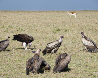 Thomson's Gazelle attempts to protect fawn from Lappet-faced vultures, Masai Mara, Kenya - Oct 2011