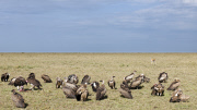 Thomson's Gazelle attempts to protect fawn from Lappet-faced vultures, Masai Mara, Kenya - Oct 2011