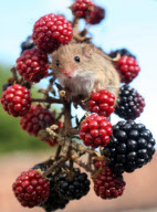 Harvest Mice released back into the wild, Somerset, Britain - 12 Oct 2010