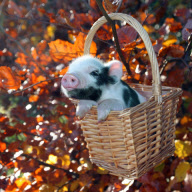 Animals playing amongst autumn leaves, Britain - Oct 2011