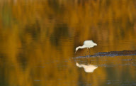 Animals playing amongst autumn leaves, Britain - Oct 2011
