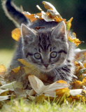WILLOW THE ORPHAN KITTEN PLAYING IN THE AUTUMN LEAVES AT AXHAYES CATS PROTECTION UNIT, EXETER, BRITAIN - 23 OCT 2003