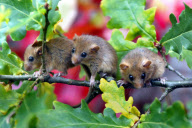 Various Animals in the Westcountry, Britain - 2003