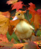 Spring duckling born early before winter, Pennywell Farm, Buckfastleigh, Devon, Britain  - 02 Oct 2007