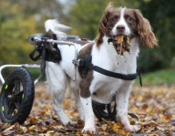 Former police sniffer dog Max, who walks with a specially designed trolley, playing among the leaves in Tiverton, Devon, Britain - Nov 2008