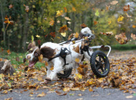 Former police sniffer dog Max, who walks with a specially designed trolley, playing among the leaves in Tiverton, Devon, Britain - Nov 2008