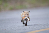 Red fox mother and cub, Quebec, Canada - 2011