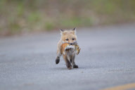 Red fox mother and cub, Quebec, Canada - 2011