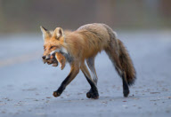Red fox mother and cub, Quebec, Canada - 2011