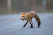 Red fox mother and cub, Quebec, Canada - 2011