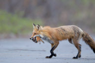Red fox mother and cub, Quebec, Canada - 2011