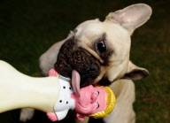 Sharples n Grant 'Funn E Bones' Celebrity Dog Toys. Britain