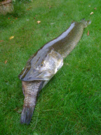 Ein gieriger Hecht erstickt an seiner großen Beute in Suffolk