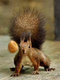 Squirrel plays with camera equipment and nuts, Bucharest, Romania - 24 Oct 2009