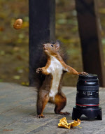 Squirrel plays with camera equipment and nuts, Bucharest, Romania - 24 Oct 2009