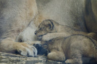 Arrival of two critically endangered Asian lion cubs, ZSL London Zoo - Oct 2011