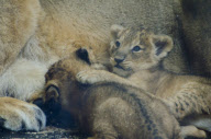 Arrival of two critically endangered Asian lion cubs, ZSL London Zoo - Oct 2011