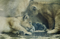 Arrival of two critically endangered Asian lion cubs, ZSL London Zoo - Oct 2011