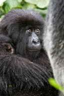 Mountain gorillas at the Volcanoes National Park, Rwanda, Africa - 26 Sep 2011