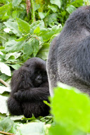 Mountain gorillas at the Volcanoes National Park, Rwanda, Africa - 26 Sep 2011