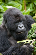 Mountain gorillas at the Volcanoes National Park, Rwanda, Africa - 26 Sep 2011