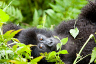 Mountain gorillas at the Volcanoes National Park, Rwanda, Africa - 26 Sep 2011
