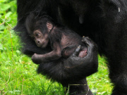 Baby gorilla born at Bristol Zoo, Britain - 24 Oct 2011