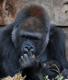 Baby gorilla born at Bristol Zoo, Britain - 24 Oct 2011