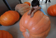 (1)CHINA-ZHENGZHOU-GIANT PUMPKIN