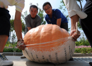 (2)CHINA-ZHENGZHOU-GIANT PUMPKIN