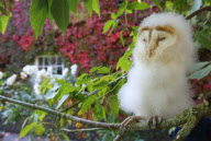 Baby barn owl born six months out of season handed in to Secret World Animal Rescue Centre, Somerset, Britain - 22 Oct 2011