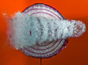 High speed photography by Alan Sailer, California, America - Sep 2011