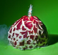 High speed photography by Alan Sailer, California, America - Sep 2011