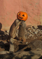 Meerkats play with Halloween pumpkins at Port Lympne Wild Animal Park, Ashford, Kent, Britain - 18 Oct 2011