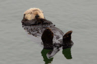 California sea otters at rest, Moss Landing, California, America - 3 Sep 2011
