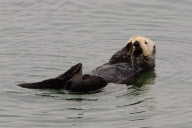 California sea otters at rest, Moss Landing, California, America - 3 Sep 2011