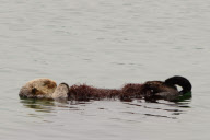 California sea otters at rest, Moss Landing, California, America - 3 Sep 2011