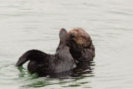 California sea otters at rest, Moss Landing, California, America - 3 Sep 2011