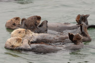 California sea otters at rest, Moss Landing, California, America - 3 Sep 2011